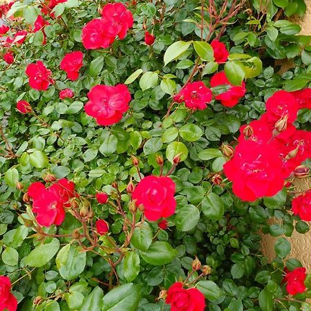 Chadrac La Maison Des Roses المظهر الخارجي الصورة